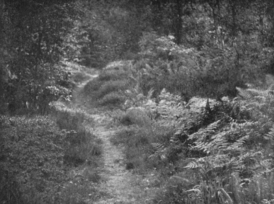 The Fern-walk in August.