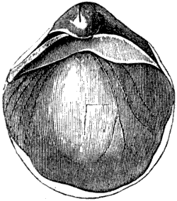 Fig. 73