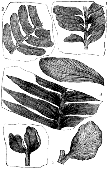 Fig. 117