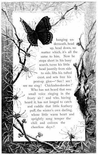 hanging underneath, head up, head down, no matter which,
it’s all the same to him. Now he stops short in his busy search, turns
his little head jauntily from side to side, lifts his tufted crest, and
sets free his pent-up glee—“See! see! see me sing! Chickadee-dee-dee!”
Who has not heard that wee small voice ringing in the frosty air? and
who, having heard it, has not longed to catch and cuddle that little
feathery puff, the winter’s own darling, whose little warm heart and
sprightly song temper the chill and enliven the cheerless days?