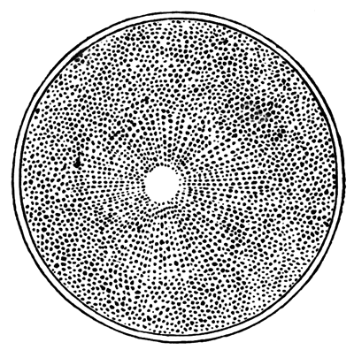 Ovum of Asterias glacialis after the coalescence of the male and
 female pronucleus