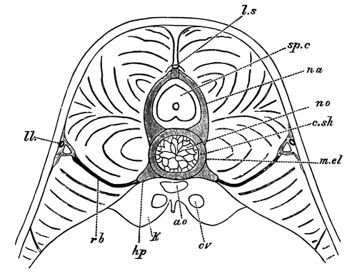 Section through the trunk of an advanced embryo of Scyllium