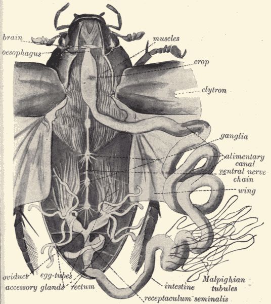 Dissection of great water-scavenger beetle.