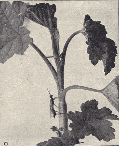 The currant-stem girdler.