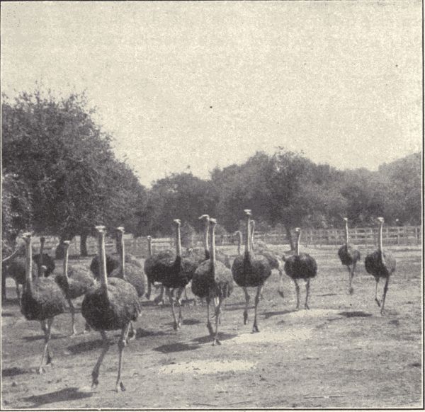 Ostriches.