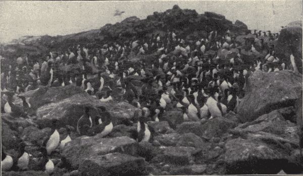 Murres.