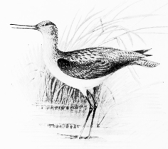 GREENSHANK (Totanus canescens)