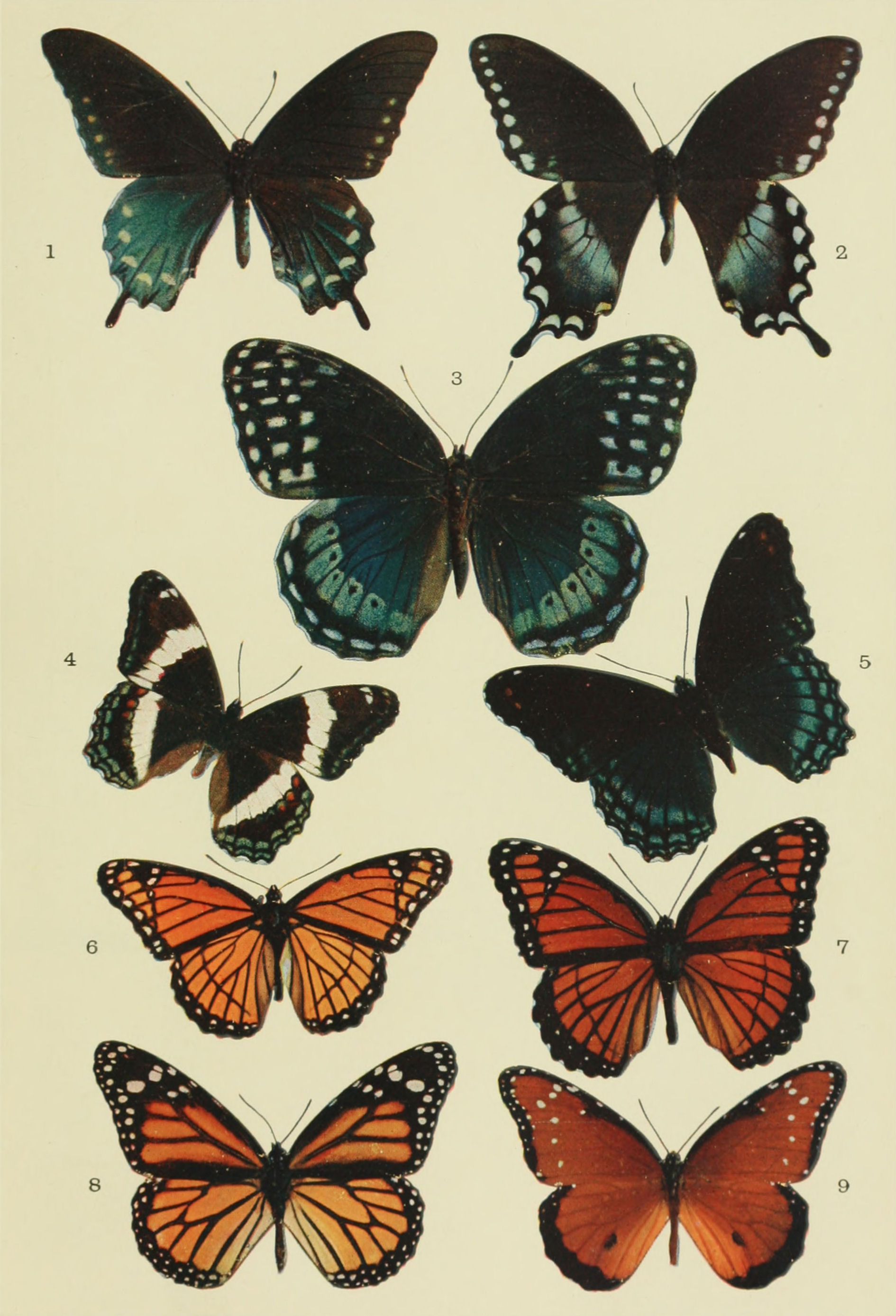 Plate XVI