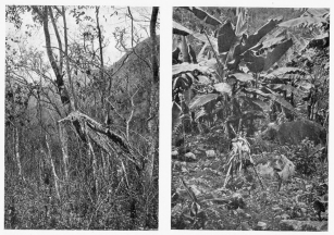 Fig. 49—Fig tree formerly attached to a host but now
left standing on its stilt-like aërial roots owing to the decay of the
host.