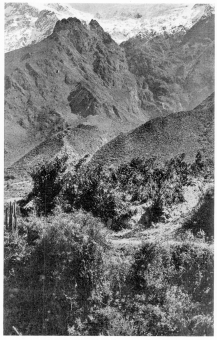 Fig. 179—Snow fields on the summit of the Cordillera
Vilcapampa near Ollantaytambo. A huge glacier once lay in the steep
canyon in the background and descended to the notched terminal moraine
at the canyon mouth. In places the glacier was over a thousand feet
thick. From the terminal moraine an enormous alluvial fan extends
forward to the camera and to the opposite wall of the Urubamba Valley.
It is confluent with other fans of the same origin. See Fig. 180. In the
foreground are flowers, shrubs, and cacti. A few miles below Urubamba at
11,500 feet.