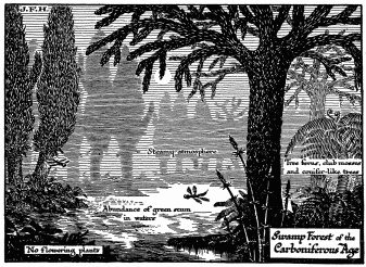 Diagram of Life in the Later Palæozoic Age.

Life is creeping out of the water. An insect like a dragon fly is shown.
There were amphibia like gigantic newts and salamanders, and even
primitive reptiles in these swamps.