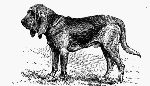 BLOODHOUND, CH. "NESTOR" MARK BEAUFOY M. P. OWNER.