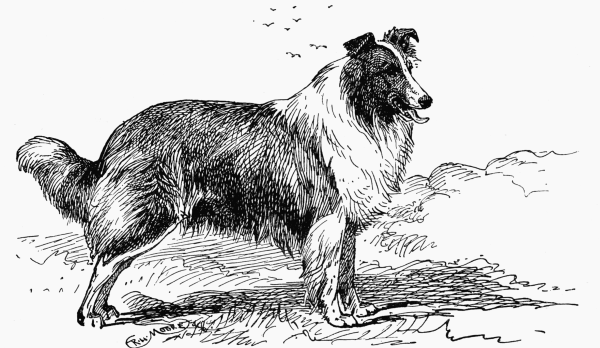 ROUGH COLLIE "LOCHIEL". H. R. H. PRINCESS OF WALES, OWNER.