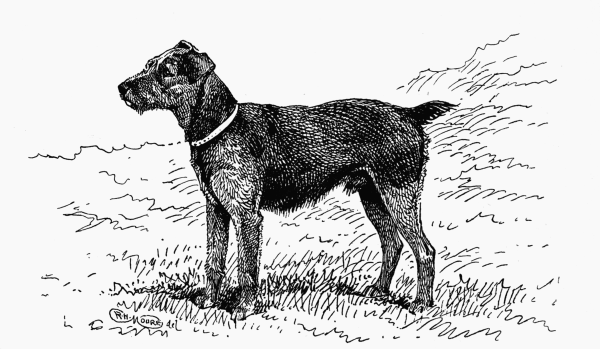 WELSH TERRIER CH. "BRYNHIR BURNER" W. S. GLYNN. OWNER.