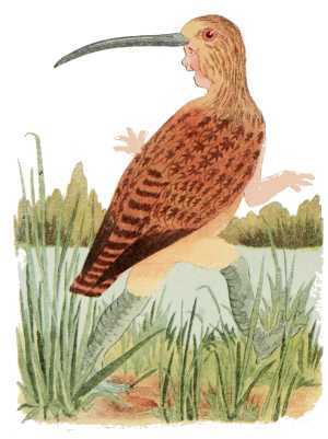 Curlew