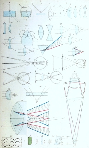 Plate XII.

W Bagg sculp

London: John Van Voorst.