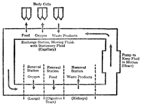 DIAGRAM SHOWING HOW THE MOVING BODY FLUID RENEWS THE
STATIONARY, AND IS ITSELF RENEWED IN LUNGS, DIGESTIVE TRACT, AND
KIDNEYS