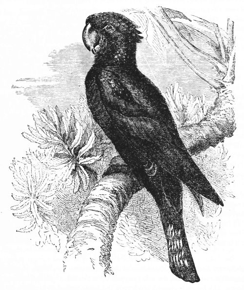 Calyptorhynchus Banksii