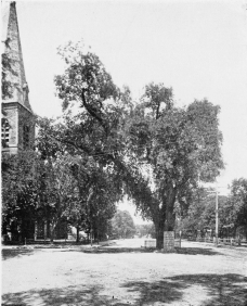 WASHINGTON ELM.