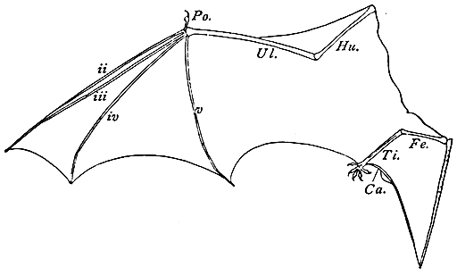 Fig. 12