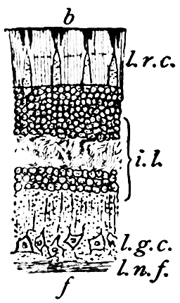 Fig. 32