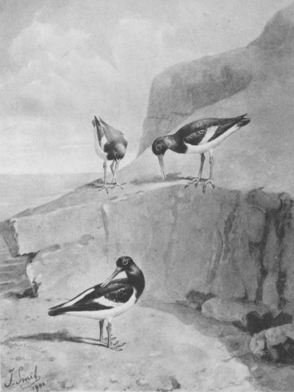 Male Oyster-Catchers Piping to the Female.