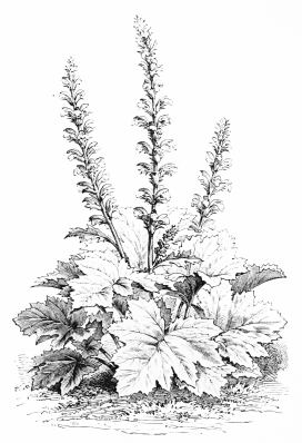 Image not available: ACANTHUS LATIFOLIUS (lusitanicus).

Ornamental foliaged herbaceous Section; retaining its leaves till very
late in the year.