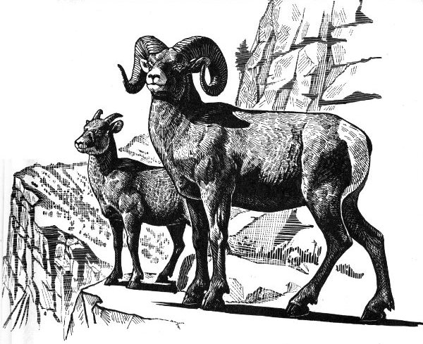 bighorn