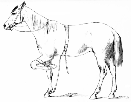 Image unavailable: HORSE WITH MR. RAREY’S EXTRA STRAP ON.