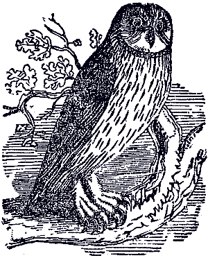 owl