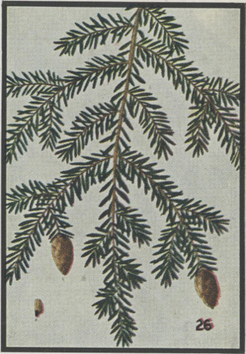 Canadian Hemlock