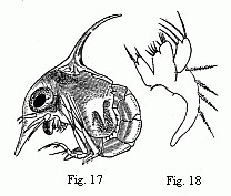 Fig. 17. Zoëa of a
Marsh Crab (Cyclograpsus ?), magnified. Fig. 18. Maxilla of the second pair in
the same species, magnified.