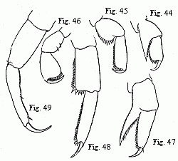 Figs. 44 to 46. Feet
of a half-grown Hyperia Martinezii, n. sp. (Named after my valued friend the
amiable Spanish zoologist, M. Francisco de Paula Martinez y Saes, at present on
a voyage round the world.) Figs. 47 to 49. Feet of a nearly adult male of the
same species; 44 and 47 from the first pair of anterior feet (gnathopoda); 44
and 48 from the first, and 46 and 49 from the last pair of thoracic feet.
Magnified.