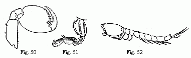 Fig. 50. Foot of the
second pair ('second pair of gnathopoda') of the male of Orchestia Tucurauna,
magnified. Fig. 51. Foot of the second pair ('second pair of gnathopoda') of
the female of Orchestia Tucurauna, magnified. Fig. 52. Male of a Bodotria,
magnified. Note the long inferior antennæ, which are closely applied to the
body, and of which the apex is visible beneath the caudal appendages.