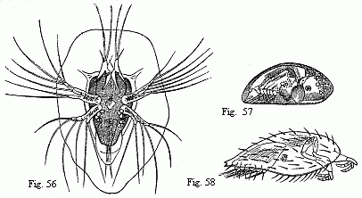 (Fig. 56. Nauplius of
Sacculina purpurea, shortly before the second moult, magnified 180 diam. We may
recognise in the first pair of feet the future adherent feet, and in the
abdomen six pairs of natatory feet with long setæ. Fig. 57. Pupa of a Balanide
(Chthamalus ?), magnified. The adherent feet are retracted within the rather
opaque anterior part of the shell. Fig. 58. Pupa of Sacculina purpurea,
magnified. The filaments on the adherent feet may be the commencements of the
future roots.