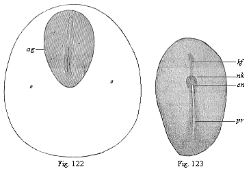 Fig.122. Dorsal shield (ag) and
germinative area of a rabbit-embryo of eight days. Fig. 123. Embryonic shield
of a rabbit of eight days.