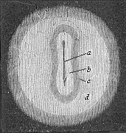 Fig.130. Germinal area
or germinal disk of the rabbit, with sole-shaped embryonic shield.