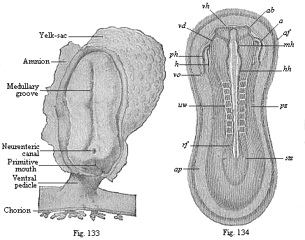 Fig.133. Human embryo at the
sandal-stage. Fig. 134. Sandal-shaped embryonic shield of a rabbit of nine
days.