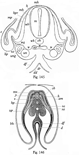 Figs. 145 and 146. Transverse sections of embryos
(of chicks).