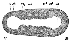 Fig.157. Embryo of the
amphioxus, twenty hours old, with five somites.