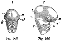 Figs. 168 and 169. Head
of a chick embryo, of the third day.