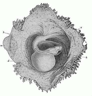 Fig.191. Human embryo of sixteen to
eighteen days.