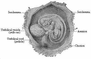 Fig.192. Human embryo of the fourth
week, one-third of an inch long, lying in the dissected chorion.