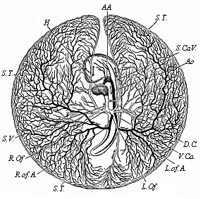 Fig.201. Vitelline vessels in the
germinative area of a chick-embryo, at the close of the third day of
incubation.