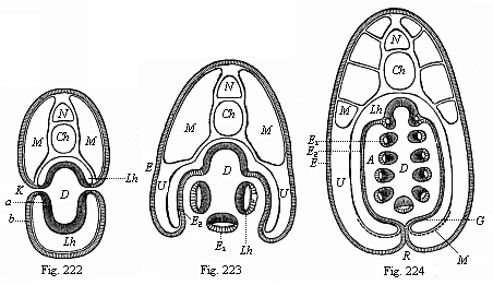 Figs. 222-224. Transverse sections of
young Amphioxus-larvae.