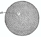 Fig.24 An impregnated
echinoderm ovum.