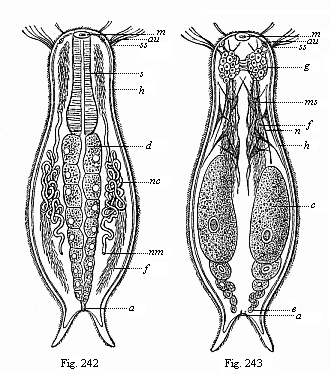 Figs. 242 and 243.
Chaetonotus, a rudimentary vermalian, of the group of Gastrotricha.