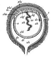 Fig.273. Foetal
membranes of the human embryo (diagrammatic).