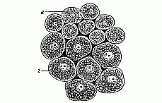 Fig.37 Cells from the
two primary germinal layers.