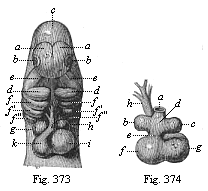 Fig.373. Heart and head of a dog-embryo, from the
front. Fig. 374. Heart of the same dog-embryo, from behind.